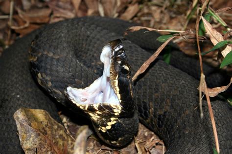 How to Identify a Baby Cottonmouth Snake (16 Helpful Photos)