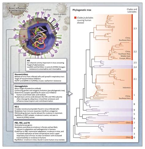 Update on Avian Influenza A (H5N1) Virus Infection in Humans | NEJM