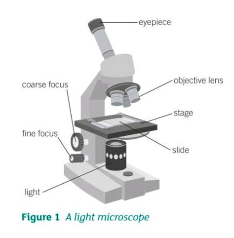 Electron Microscope Labelled Diagram