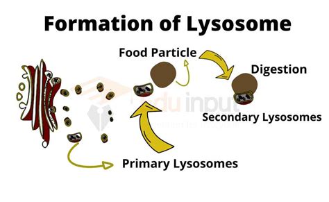 Lysosome- Discovery and Formation of Lysosome