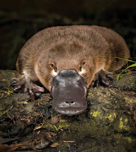 Jaw-Dropping Platypus Photos: A Visual Delight for Nature Lovers ...