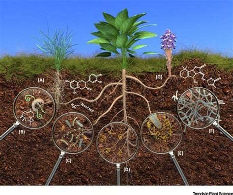 Rhizosphere - Alchetron, The Free Social Encyclopedia