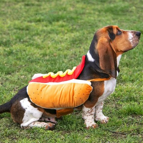 30 Best Dog Halloween Costumes - Cute Dog Costume Ideas