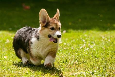 File:Pembroke Welsh Corgi Puppy.jpg - Wikimedia Commons