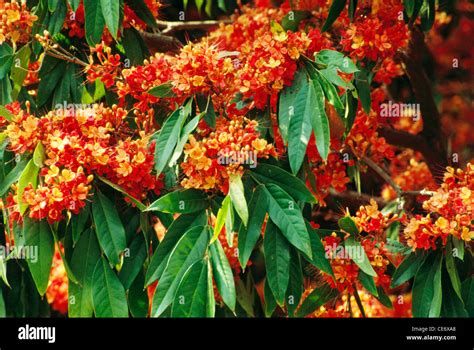 Flowering ashoka tree flowers Stock Photo: 43178304 - Alamy