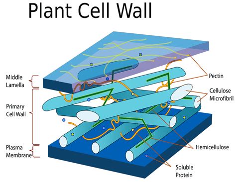 Plant cell wall diagram - /plants/diagrams/Plant_cell_wall_diagram.png.html