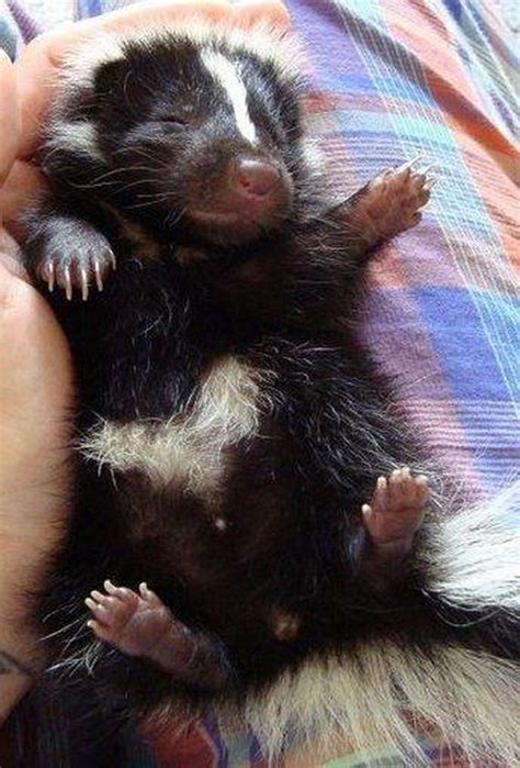 Baby Skunks That Will Make You Feel Better About Life - Barnorama