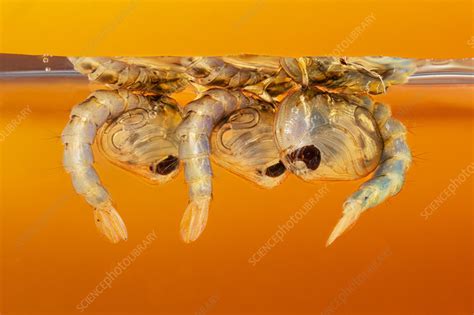 Culex quinquefasciatus pupae - Stock Image - C056/6178 - Science Photo ...