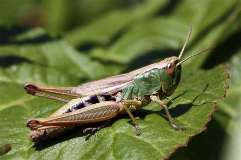 28 Interesting And Weird Facts About Grasshoppers - Tons Of Facts