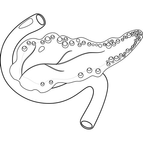 How Draw Pancreas Diagram Youtube