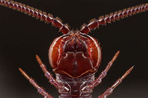 centipede close up - Google Search | Centipede, Insects, Beetle