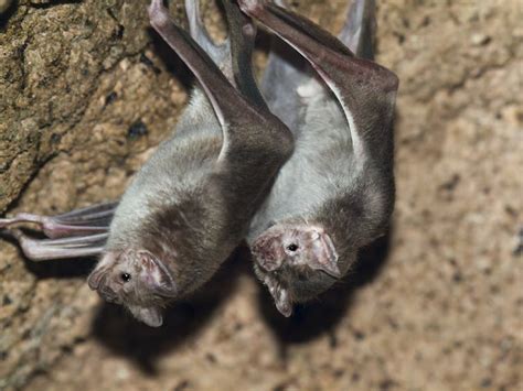 Vampire bats aren’t the monsters we thought they were