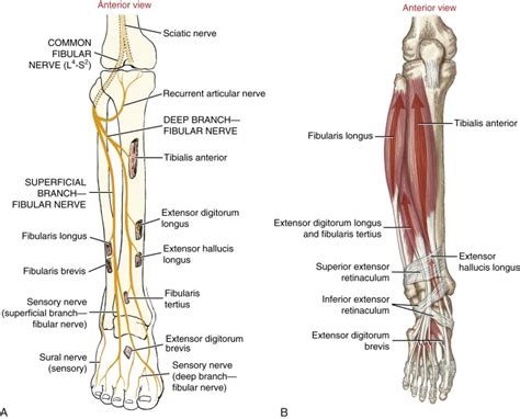 PDF] Fibular (peroneal) Neuropathy: Electrodiagnostic, 40% OFF