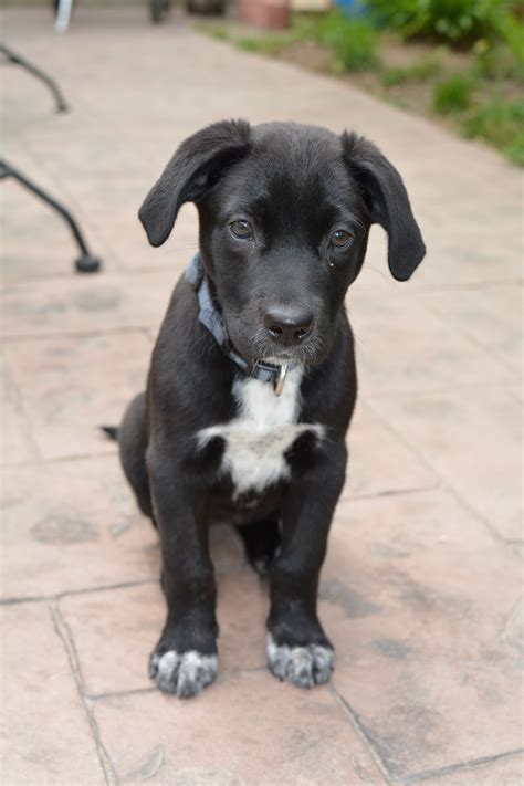 Black Labrador Pitbull Mix Puppies