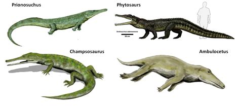 Episode 70 – Convergent Evolution – The Common Descent Podcast