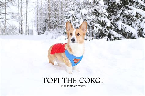 Topi the Corgi - Shop