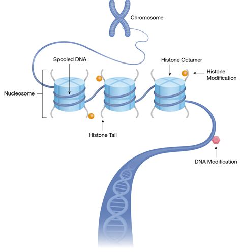 Histone Structure