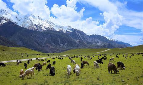 Chitral National Park | | Chitral Gol Park - Trango Tours