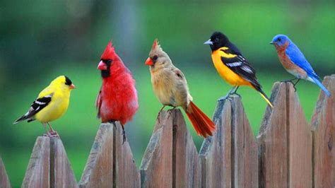 Birds PC Wallpapers - Top Free Birds PC Backgrounds - WallpaperAccess