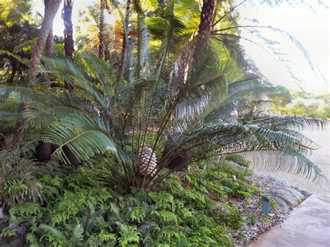 Australian Native Ferns, Palms and Cycads | Gardening With Angus