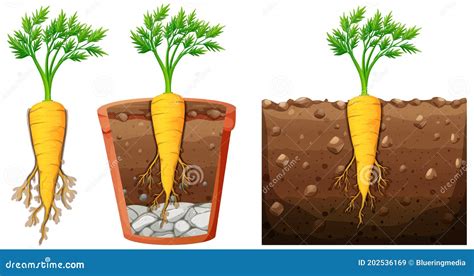 Carrot Plant Growth Stages Infographic Elements. Growing Process Of ...