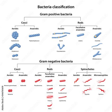 Anaerobic Vs Aerobic Bacteria