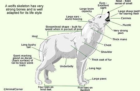 Wolf Anatomy Diagram