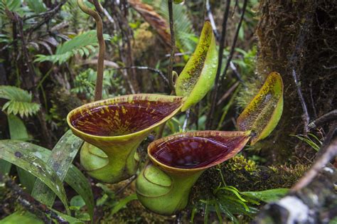 Carnivorous plants | Royal Botanic Gardens Victoria