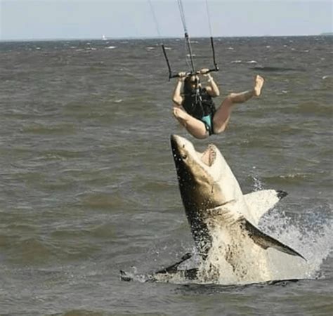 Is This a Picture of a Shark Attacking a Parasailer? | Snopes.com ...