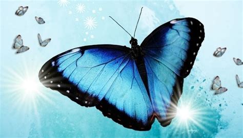 Blue and Black Butterfly Meaning: 5 Major Reasons You're Seeing One