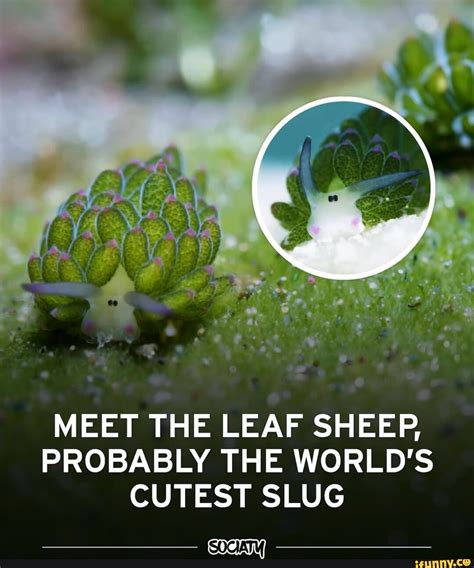 MEET THE LEAF SHEEP, PROBABLY THE WORLD'S CUTEST SLUG SOCIAT - iFunny