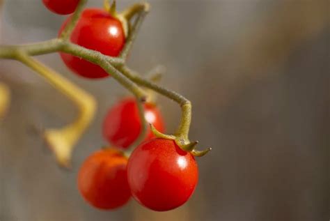 When and how to plant cherry tomatoes in your garden? - Global ...