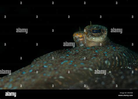 Eyes of a Peacock Flounder (Bothus lunatus) in the Lembeh Straits of ...