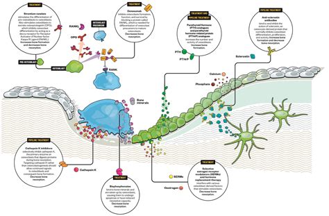 Osteoporosis: moving beyond bisphosphonates - The Pharmaceutical Journal