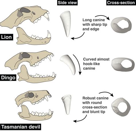 How the canine teeth of carnivorous mammals evolved to make them super ...