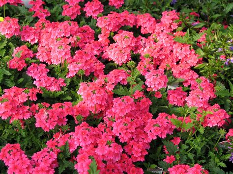 Download Verbena Pink Flower Close-up Blossom Nature Flower HD Wallpaper