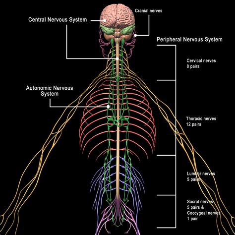 Skeleton, Anatomy & Nervous System ( Rigged ) – MotionCow