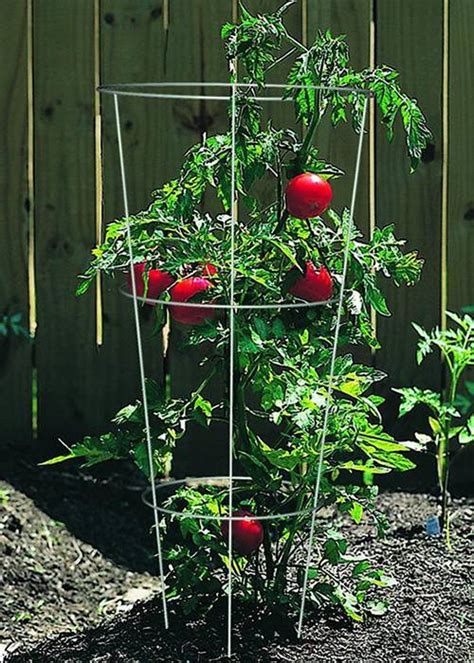 26 best ideas for coloring | Tomato Plant Cages