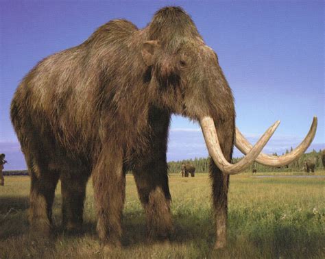 Woolly Mammoth | Walking With Wikis | Fandom powered by Wikia