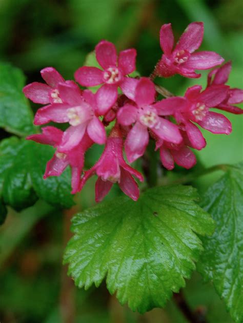 Red Flowering Currant Flower Essence | 3 Flowers Healing