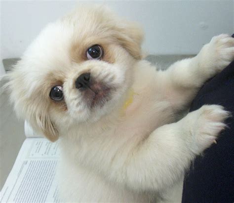 Puppies Pictures and Information