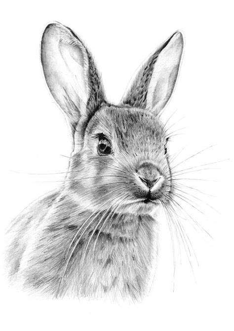 Excelente dibujo de un tierno conejito | Rabbit art, Rabbit drawing ...