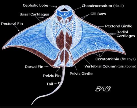 Morfologi Ikan Pari – Studyhelp