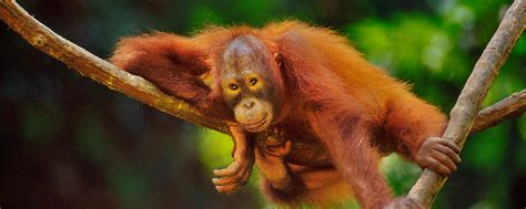 Bornean Orangutan | Endangered Species | Animal Planet