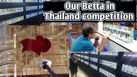 Our betta fish in Thailand betta competition | Top Grade bettas in ...