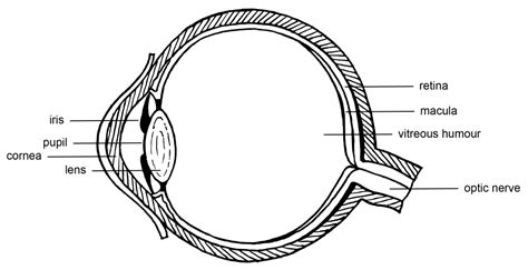 Anatomy of the human eye – Colour Theory: Understanding and Working ...