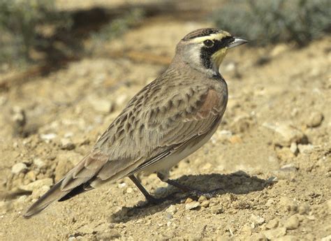 Horned Lark | San Diego Bird Spot