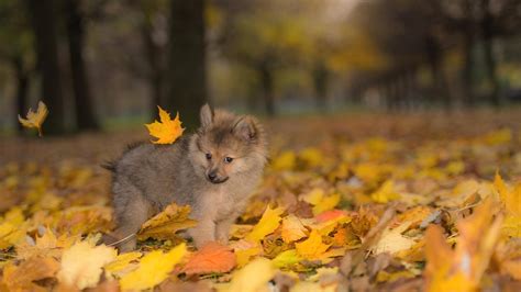 Animals Autumn Wallpapers - Top Free Animals Autumn Backgrounds ...