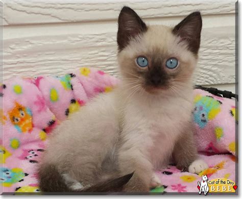 Bebe - Seal Point Siamese mix - June 1, 2018