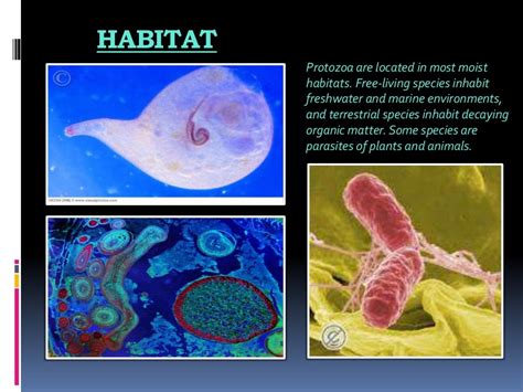 Microbiology protozoans